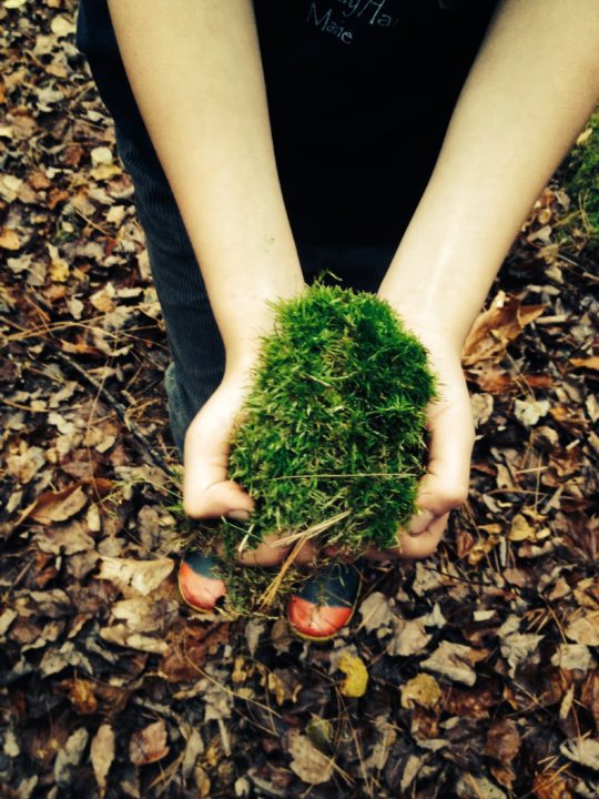 a handful of moss fall in maine