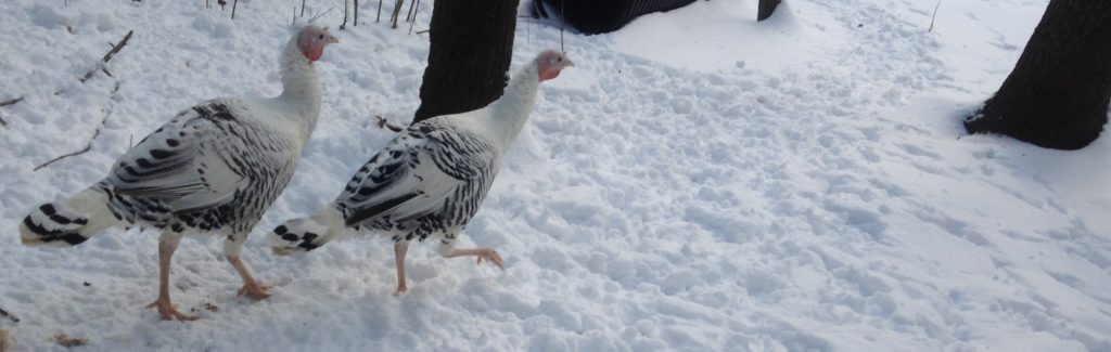 hatching turkey eggs at home