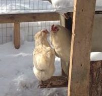 white ameraucana in winter