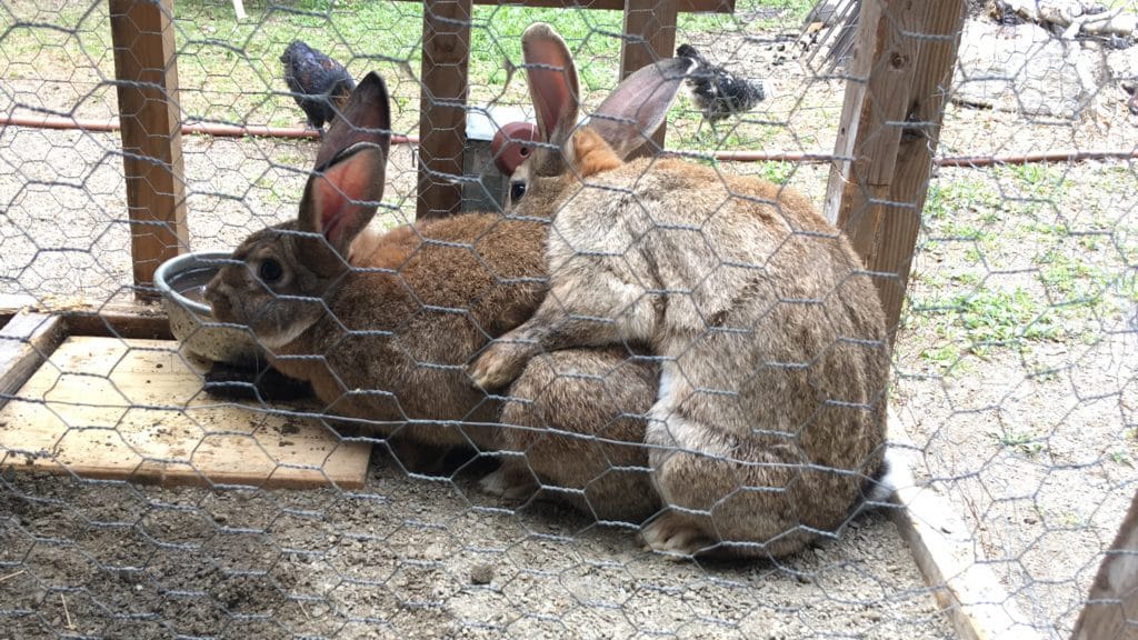 breeding humping bunny rabbits mating mate flemish giants buck mounting doe