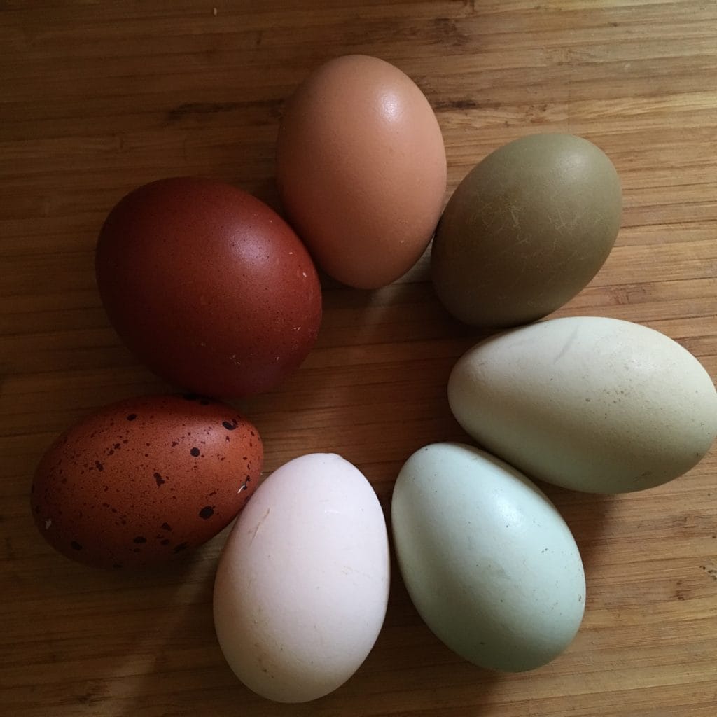 rainbow leftovers hens choice basket hobbit hill hatchery colorful hatching eggs maine