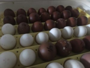 Black Copper Marans Hatching Eggs black copper marans chickens inside the incubator maran polish eggs spring 2019