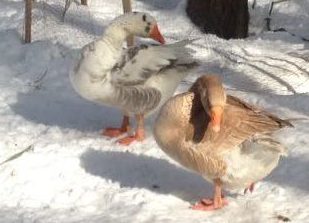 goose geese preening