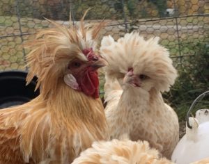 buff laced polish chickens in maine with crests and fancy laced chickens pair of rooster and hen crested polish