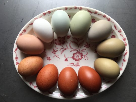 colorful rainbow chicken eggs naturally green and blue easter egger olive egger maran