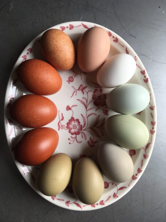 colorful rainbow chicken eggs naturally green and blue easter egger olive egger maran