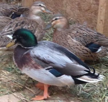 australian spotted duck ducklings for sale in maine