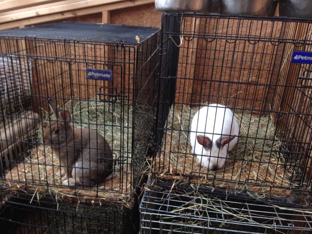 rabbits in temporary cages while hutches are built