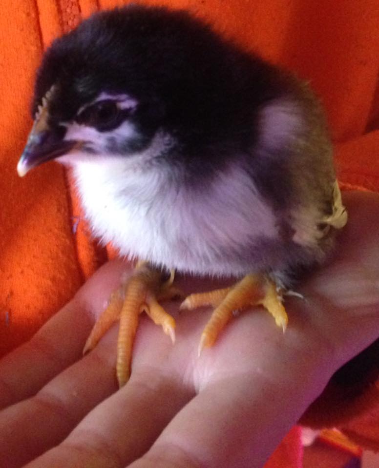 french black copper maran chicks for sale in maine