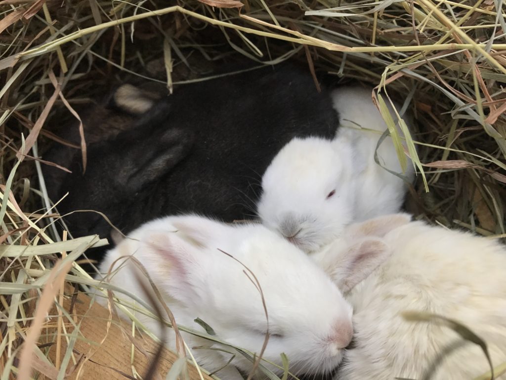 rabbit kits for sale in maine meat bunnies flemish giants californian