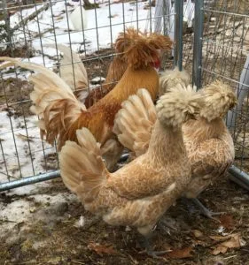 Buff Laced Polish 22 buff laced polish chickens in maine with crests and fancy laced chickens