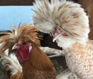 Buff Laced Polish 23 buff laced polish chickens in maine with crests and fancy laced chickens