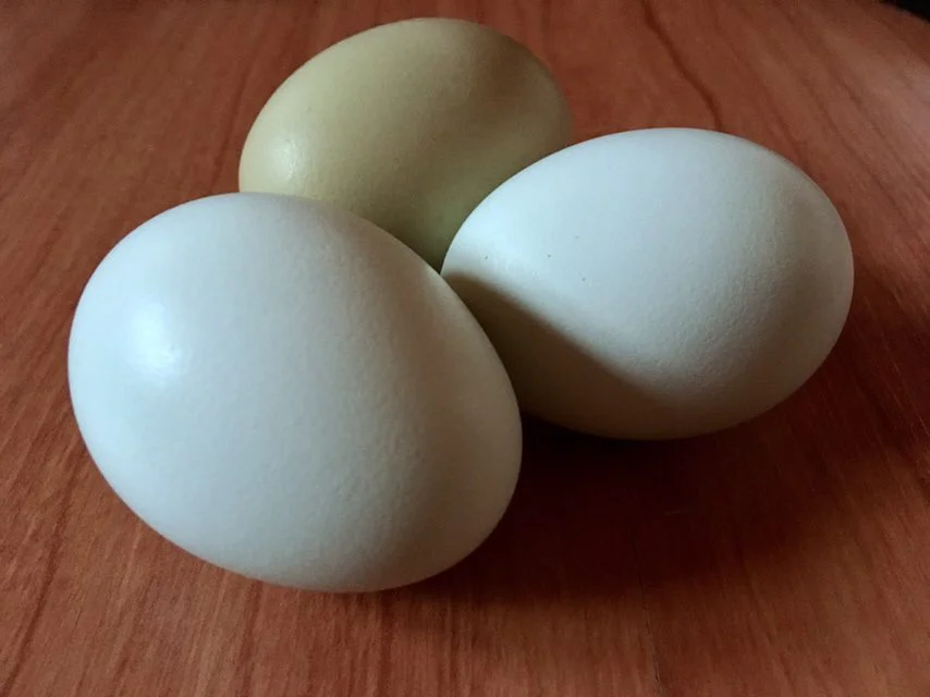 How to calculate hatch rates: counting your chicks before they hatch 5 lavender ameraucana hatching eggs wheaton mountain farm Green and blue egg layers