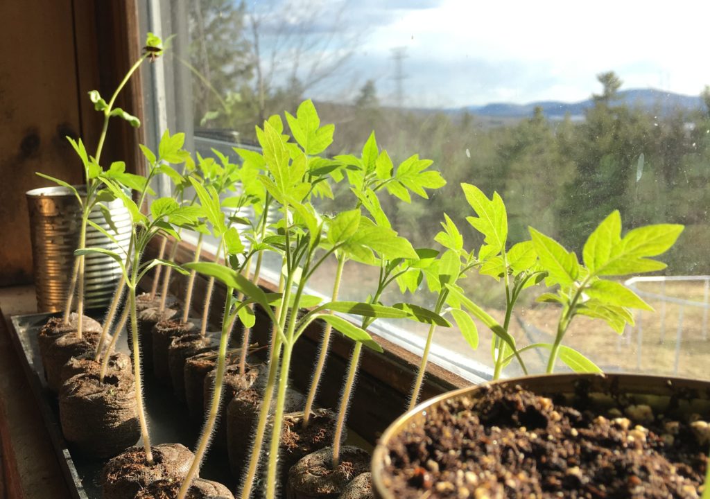 first year garden tomato