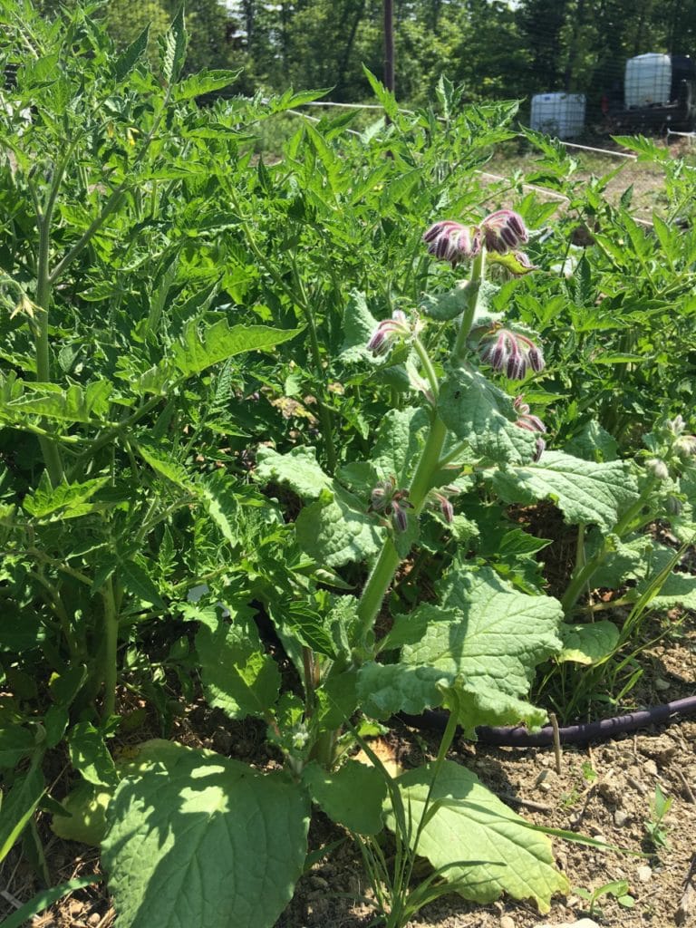 borage and tomatoes companion plants