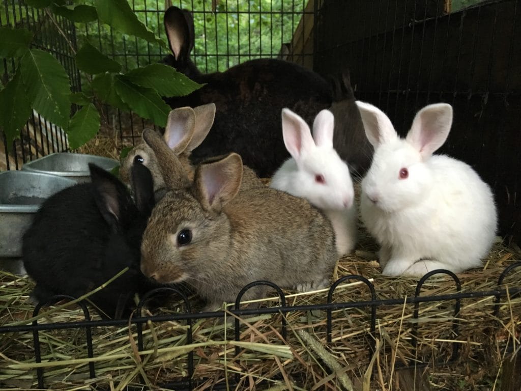 meat rabbit breeders in maine hobbit hill rabbitry