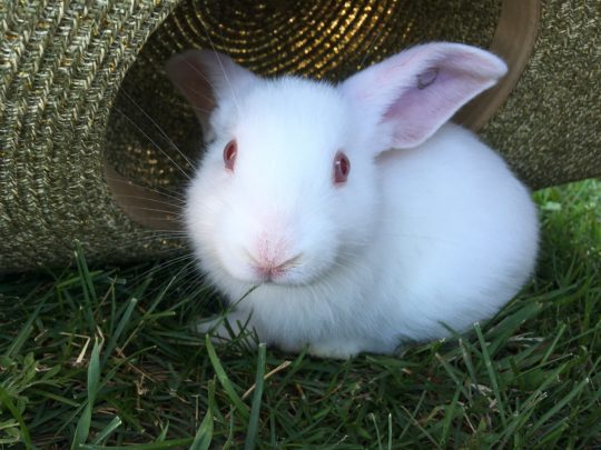 white rabbit alice in wonderland pet bunny meat rabbit hobbit hill homestead