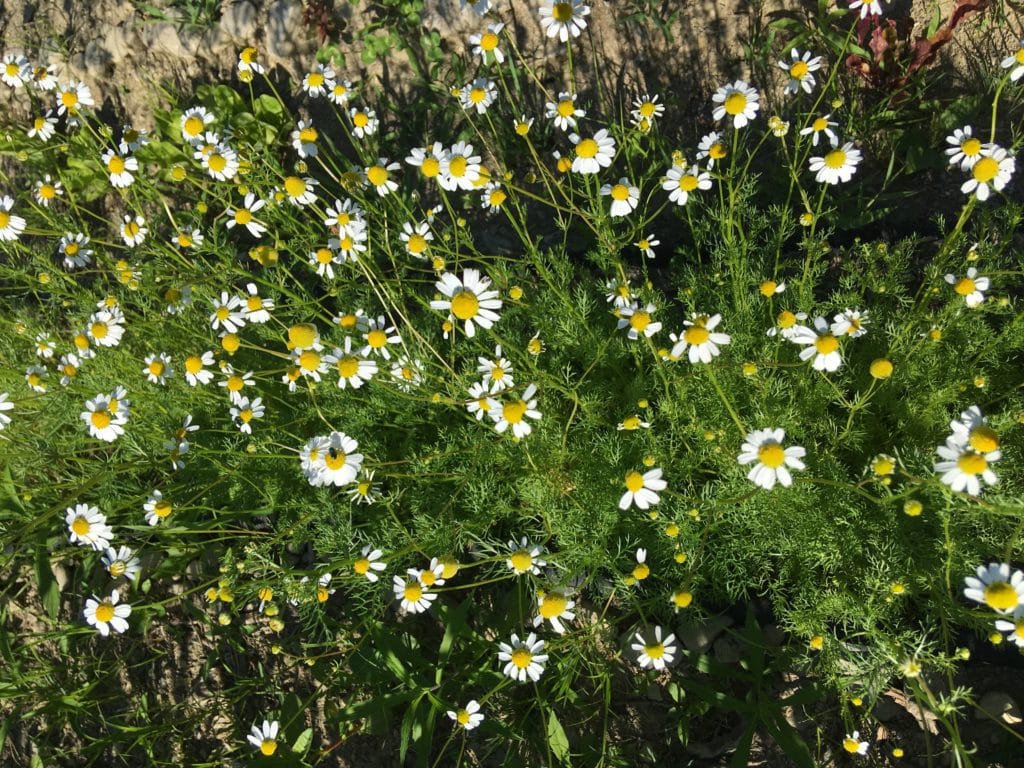 chamomile in mandy wheaton's herb medicinal garden in bucksport, maine master gardener classes, arboretum, orniments horticulture in maine botanical gardens to visit in maine