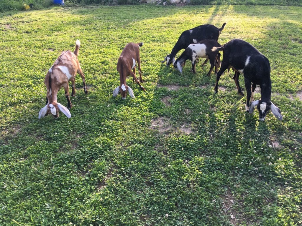 nubian goats for sale in maine 