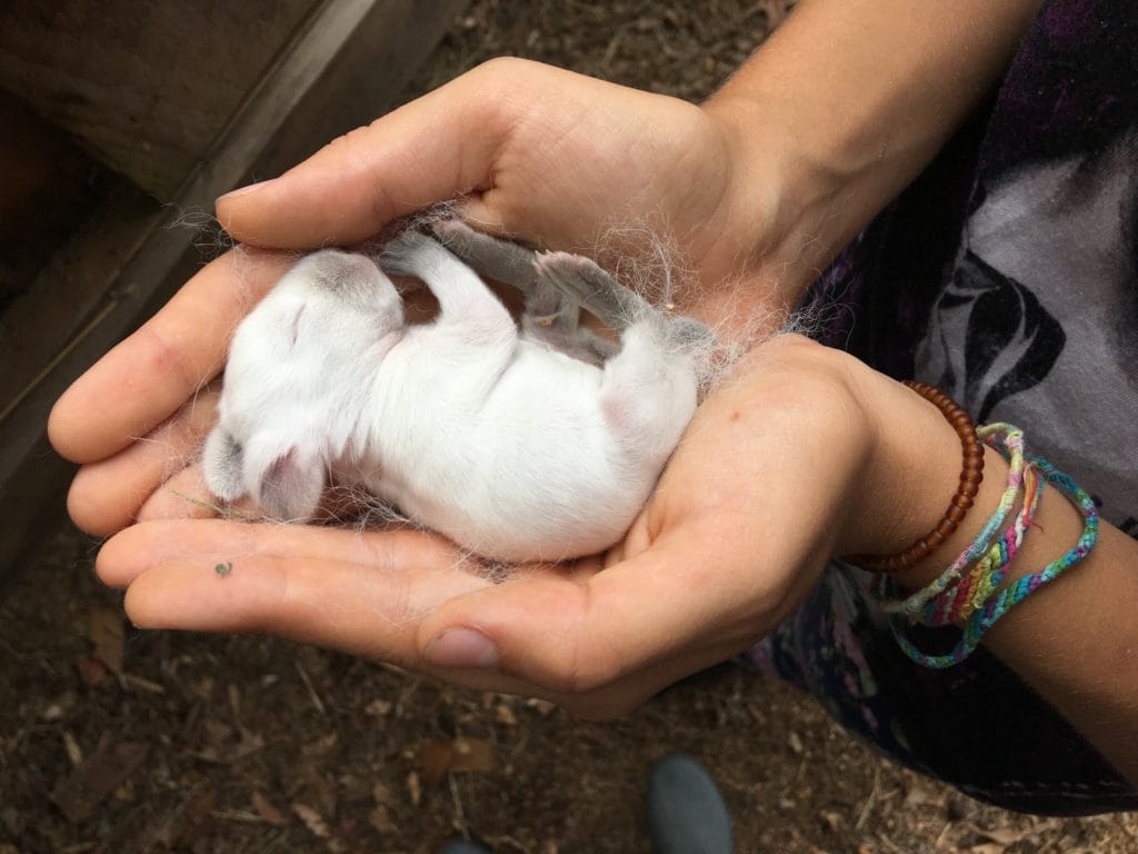 baby bunny californian rabbit kit at hobbit hill homestead in maine for sale