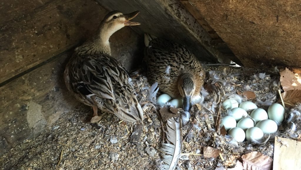 broody ducks hobbit hill homestead