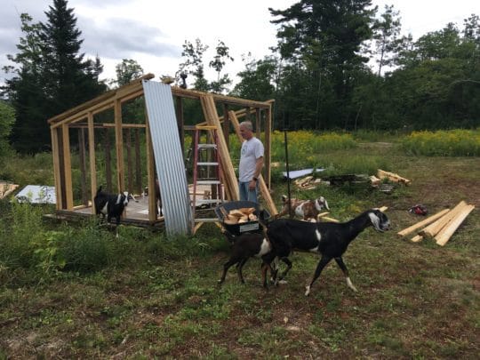 building the goat barn