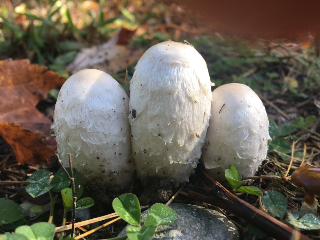 gemakkelijk te identificeren maine-paddenstoelen hoe zien shaggy mane-paddenstoelen eruit?