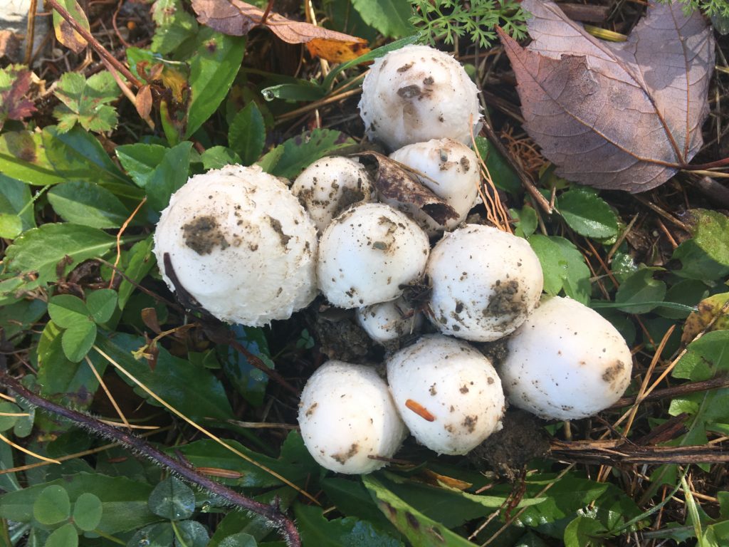 cluster van shaggy manen paddenstoelen in Maine Noordoost eetbare paddenstoelen