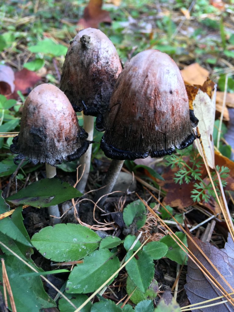 let at identificere maine svampe shaggy mane inky cap gået forbi