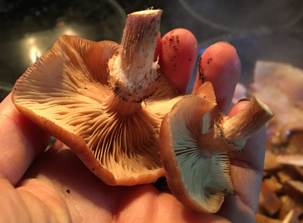  facile da identificare funghi del maine che aspetto hanno i funghi al miele? gambo branchie con anello