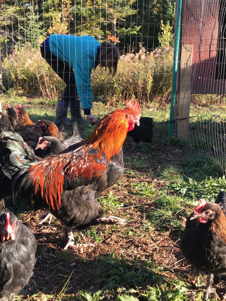 mumble the marans rooster at wheaton mountain farm in bucksprt maine 