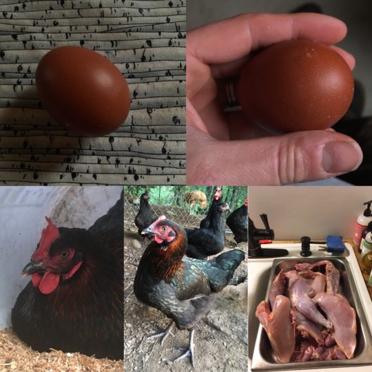 marans started laying after butcher of cockerels french black copper maran chocolate dark hatching eggs maine hatchery chicks for sale