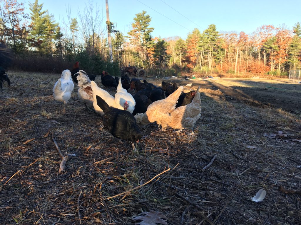 barnyard mutt chicken mixed breeds winter coop special 