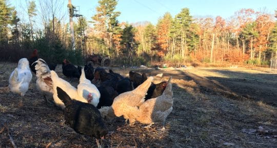 barnyard mutt chicken mixed breeds winter coop special