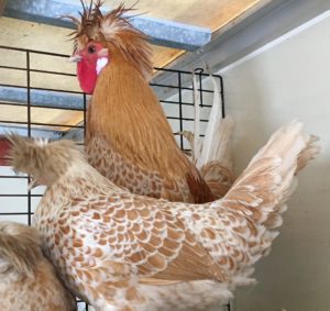 buff laced polish chickens in maine with crests and fancy laced chickens 