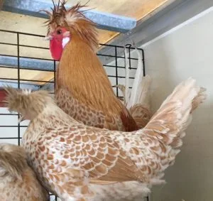 Buff Laced Polish 21 buff laced polish chickens in maine with crests and fancy laced chickens