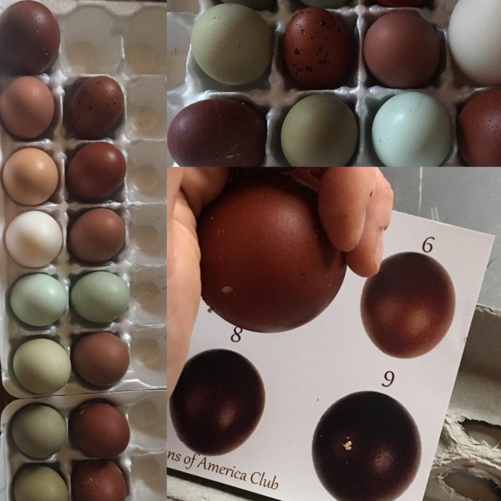 chocolate dark maran olive blue easter egger rainbow basket hatching eggs 