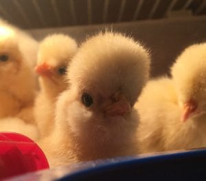 white laced buff polish day old chicks wheaton mountain hatchery