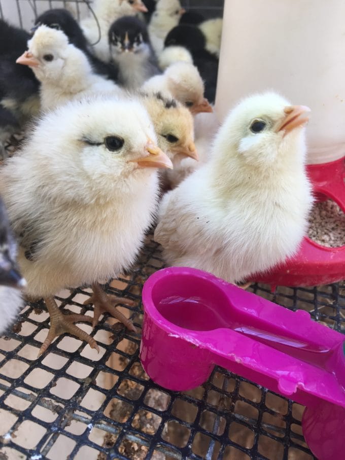 chicks wheaton mountain hatchery bucksport maine