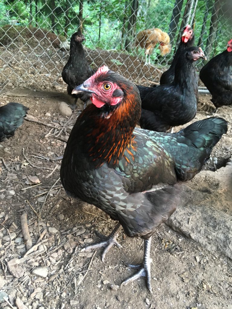 french black copper maran hen green and copper red feathers