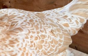 buff laced polish chickens in maine with crests and fancy laced chickens 