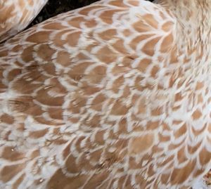 buff laced polish chickens in maine with crests and fancy laced chickens 