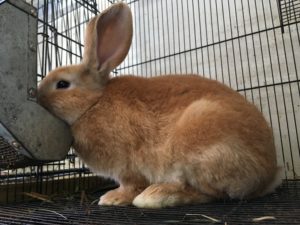 garfield flemish giant fawn rabbit giant breeds of rabbit orange bunny hobbit hill rabbitry 