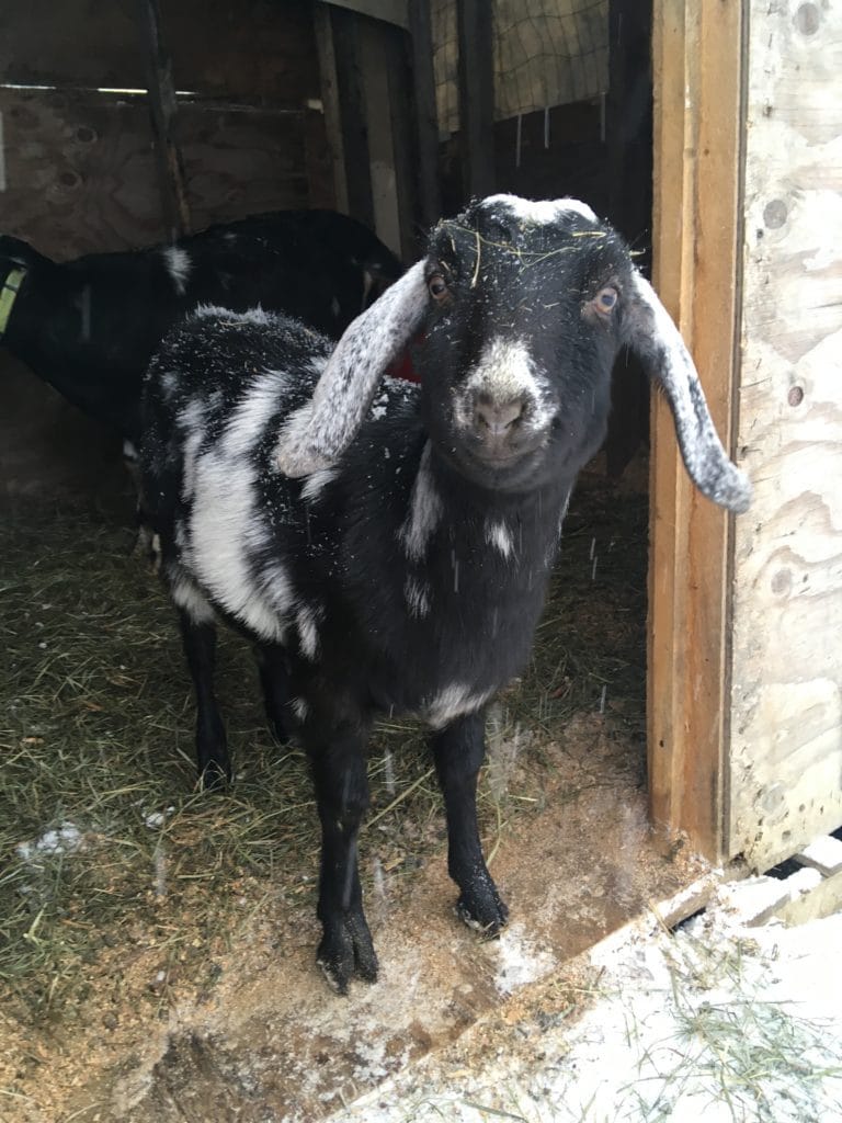 black nubian goat doe doeling white spotted hobbit hill dairy goats kids baby goats for sale in maine