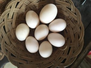 white laced buff polish hatching eggs in basket