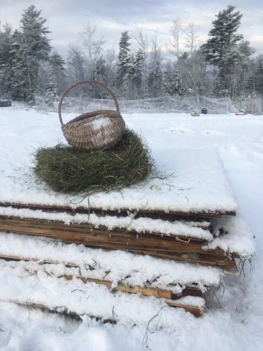 basket and hay on plywood stack in maine winter snow white pine