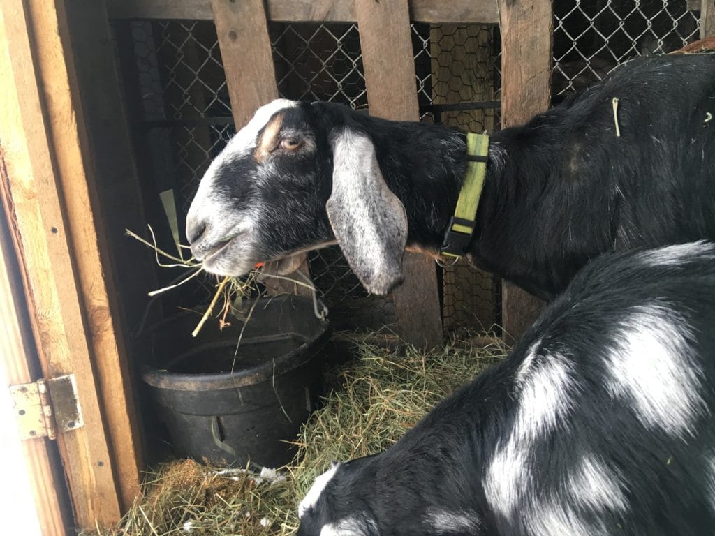 what should i feed my dairy goat in winter when its really cold out?