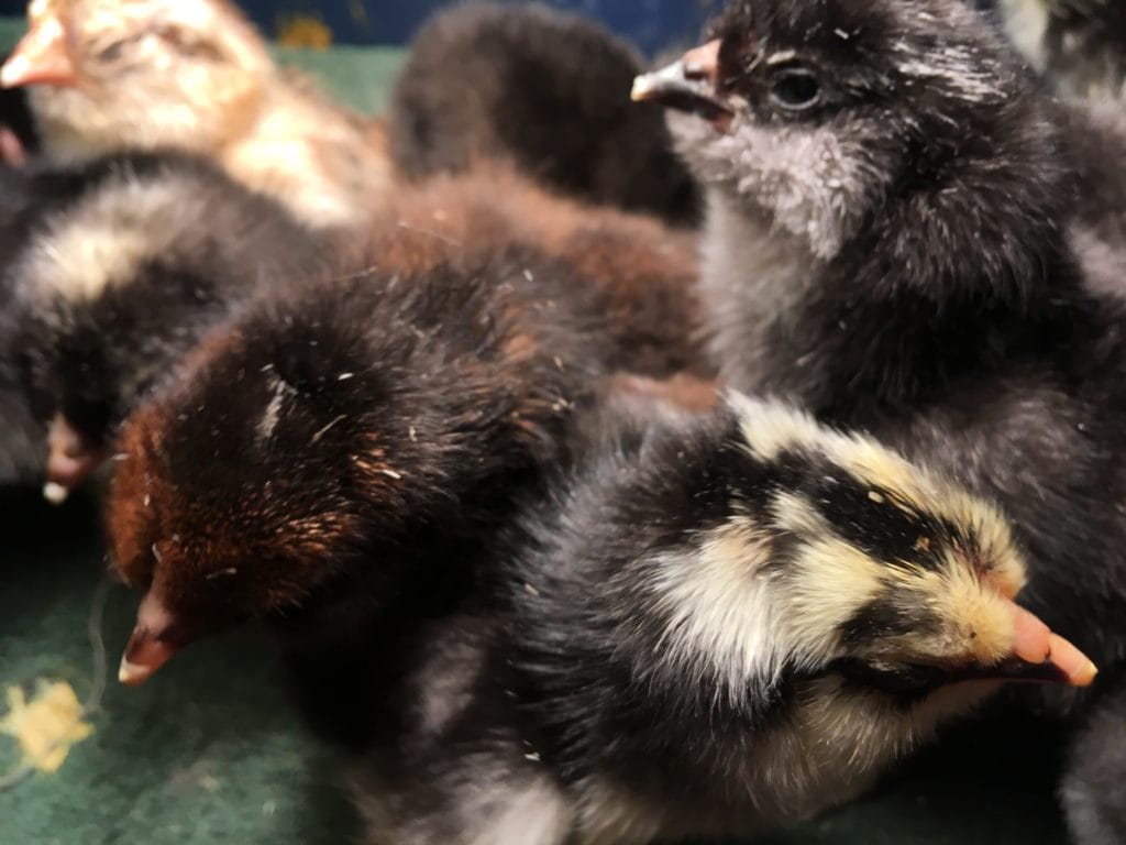 easter egger olive egger chicks hatched hobbit hill hatchery