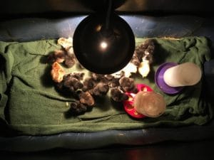 easter egger olive egger chicks hatched hobbit hill hatchery brooder simple incandescent light to keep chicks warm