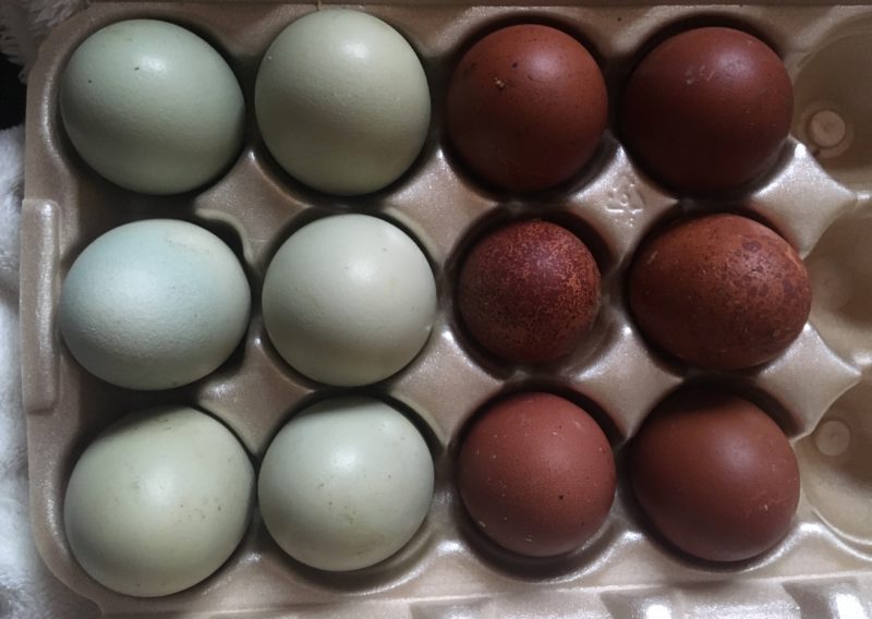 Olive egger, easter egger, maran, chocolate laying eggs, - Wheaton ...